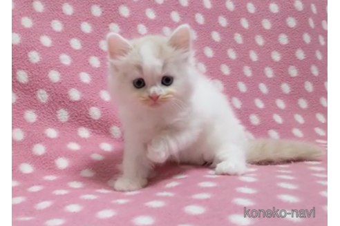 成約済の愛知県のスコティッシュフォールド-86129の2枚目